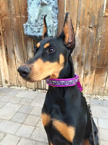 Lola from Boise