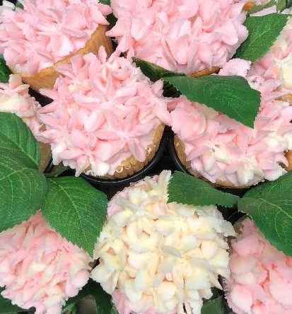 Hey Dena, your cupcakes are amazing! I think your piping skills are fantastic! Thank you for sharing Kathy, your daughter is very talented!!!