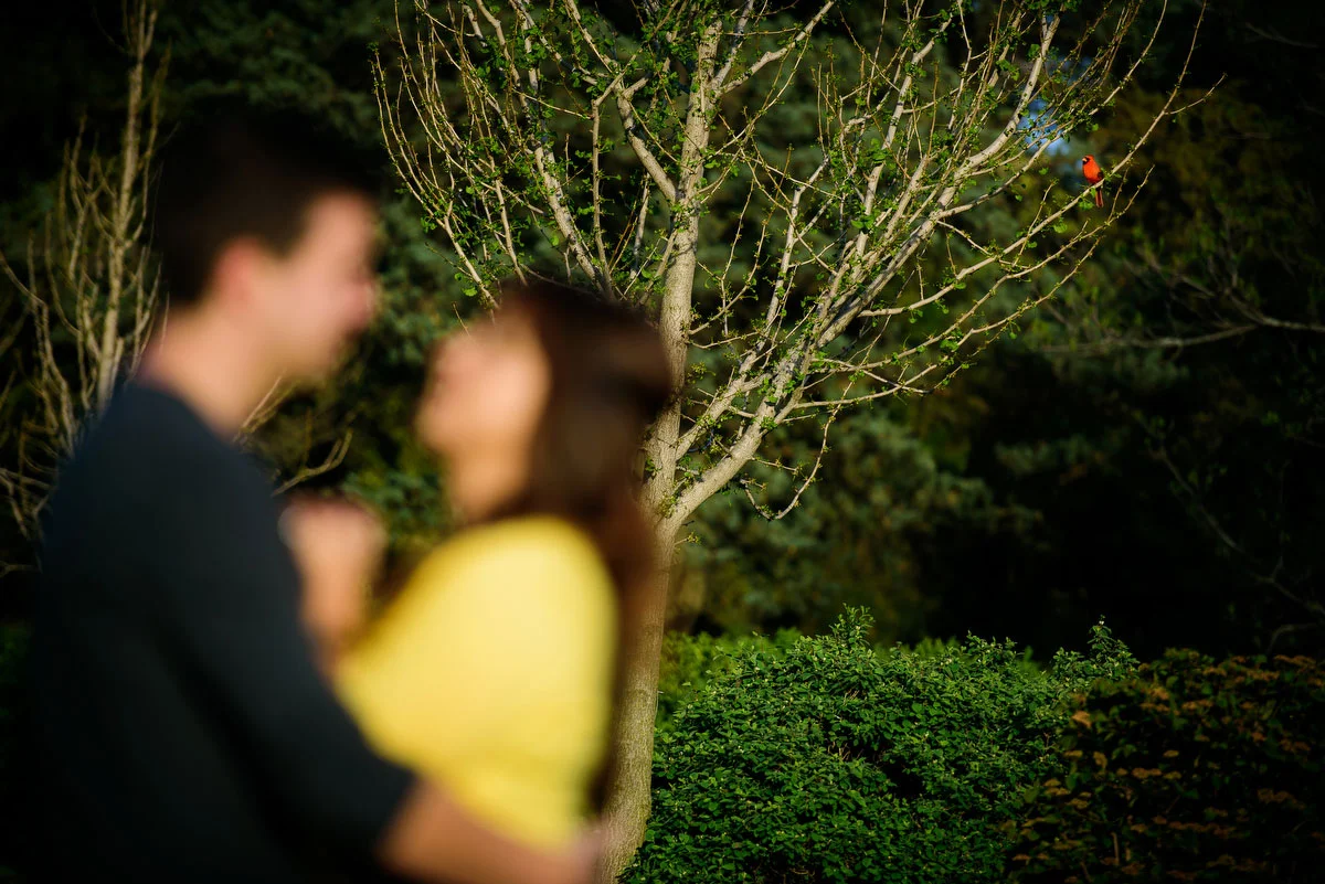 A cardinal hangs out during a couple's engagement session at the Morton Arboretum in Lisle, IL. 