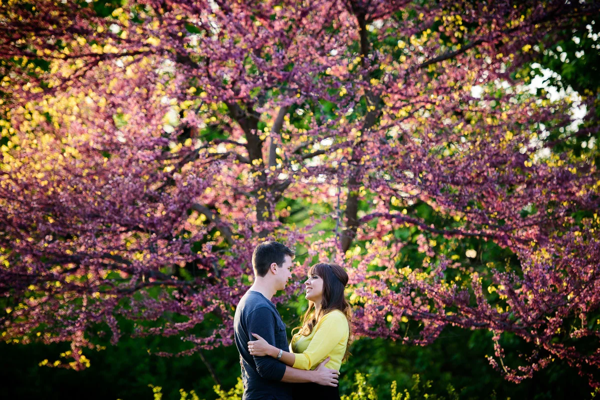 A tree blooms in bright purple during a couple's engagement session at the Morton Arboretum. 