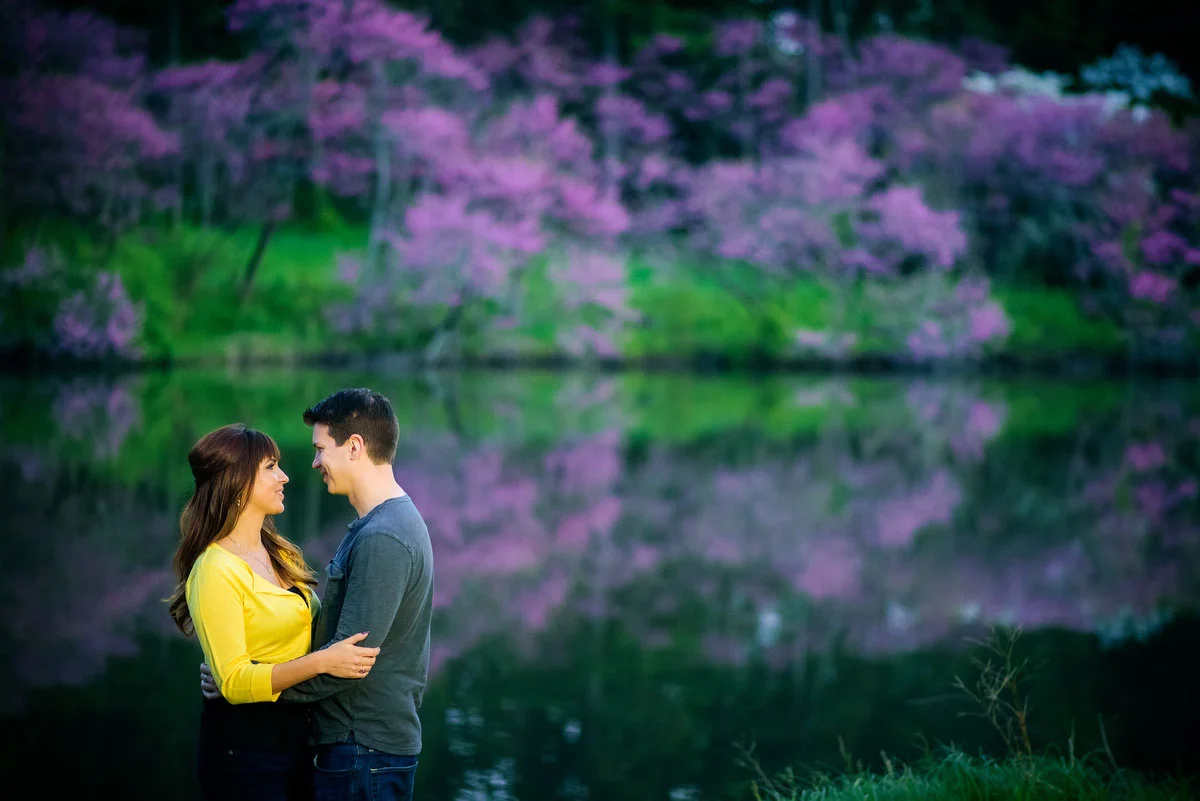 The purple trees in bloom reflect off a lake during a couple's engagement session at the Morton Arboretum. 