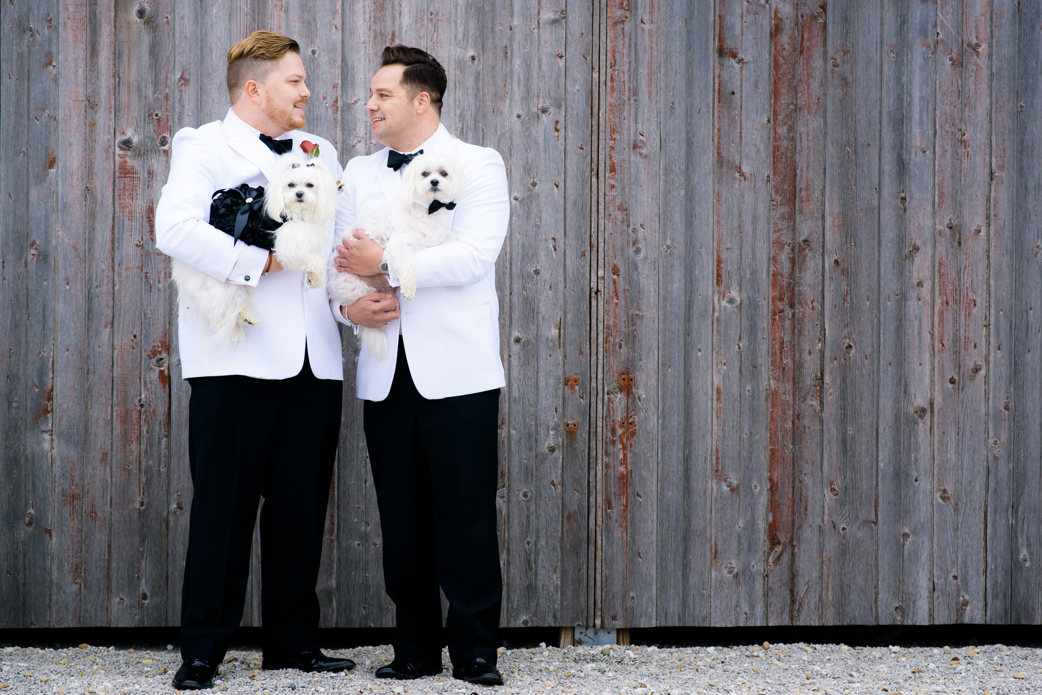 Grooms and their dogs during a same sex wedding at Heritage Prairie Farm.