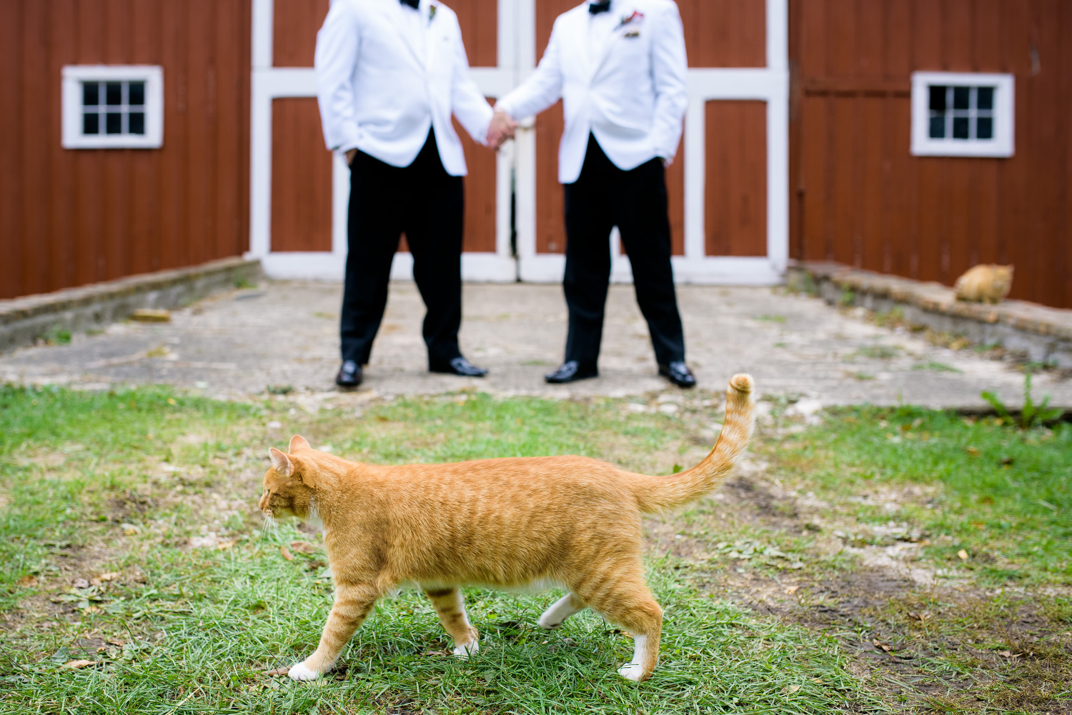 Funny photos involving a cat during a same sex wedding at Heritage Prairie Farm.
