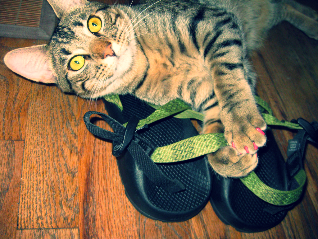 Kitty with one pair of Chacos.