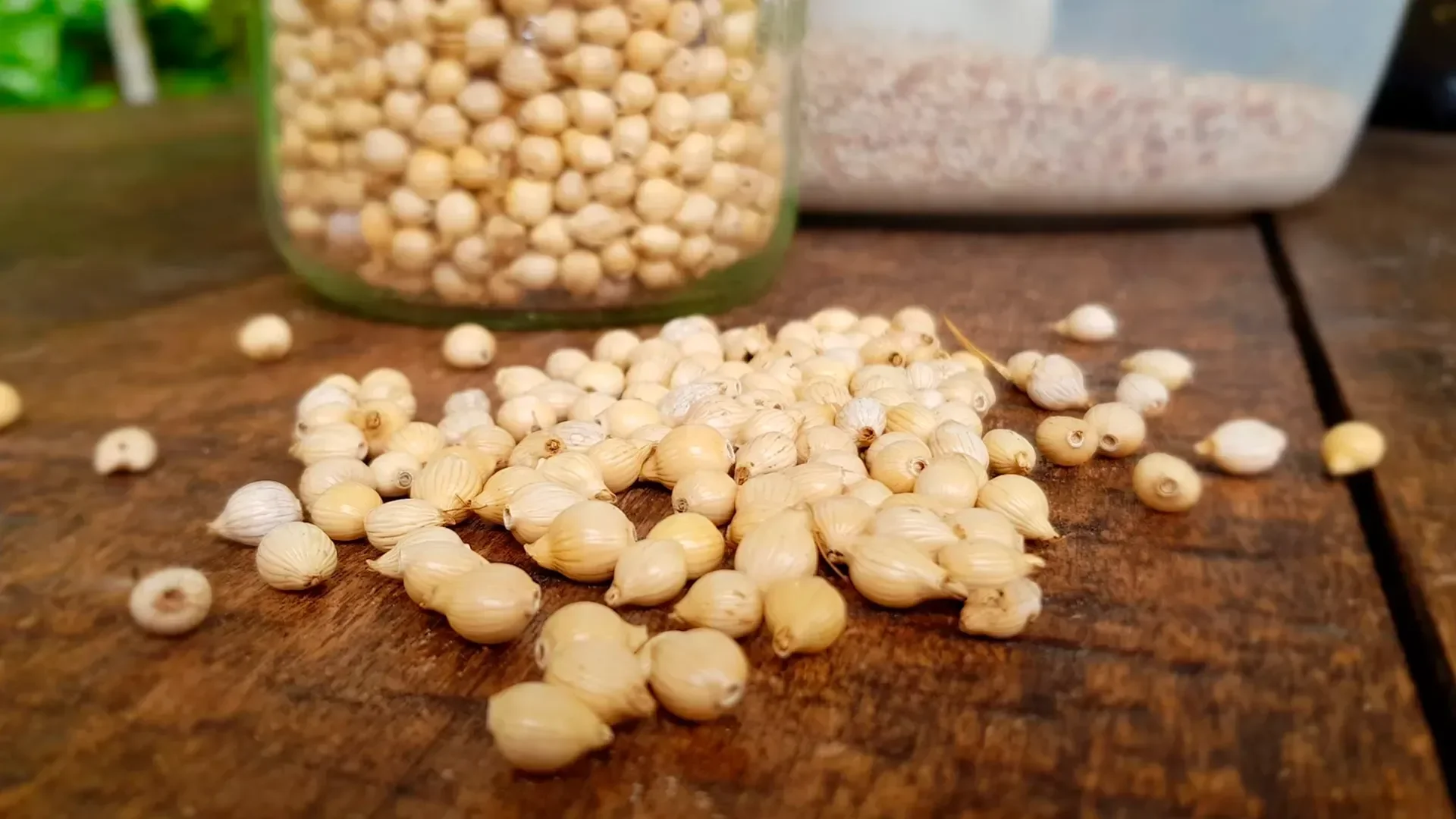 Tropical crop seeds prepared for planting, storage, and propagation in a permaculture system