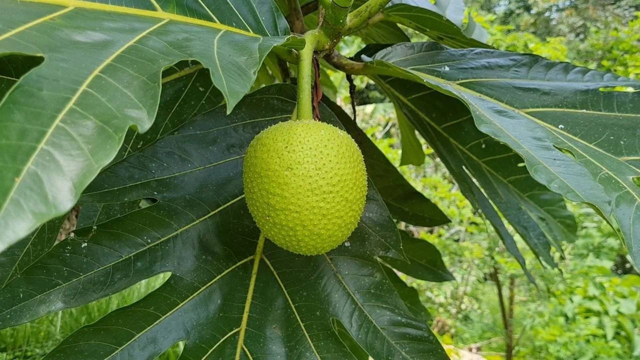 Breadfruit growing on a tree in a tropical food forest
