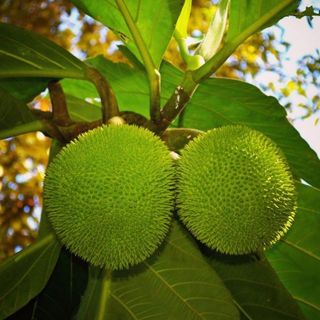 Many tropical fruit trees produce for years, decades and even centuries, and other trees can supply starches and nuts, a foundation of a tropical diet.