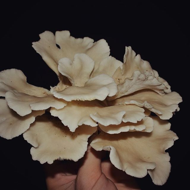 Native Oyster Mushroom