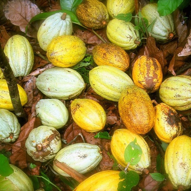 Cacao