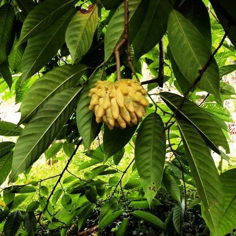 Custard Apple