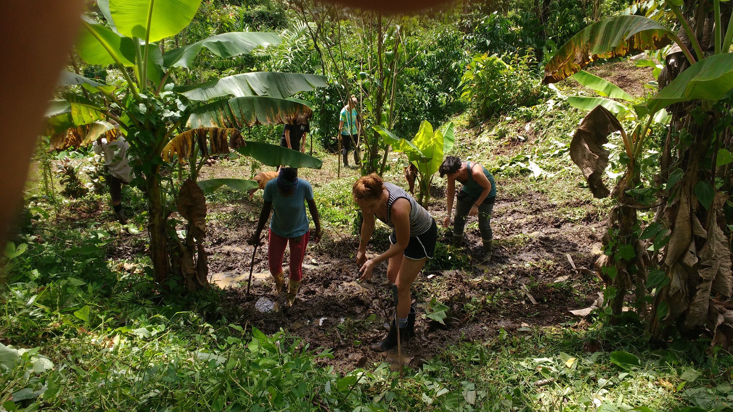 Planting out perennial grains 