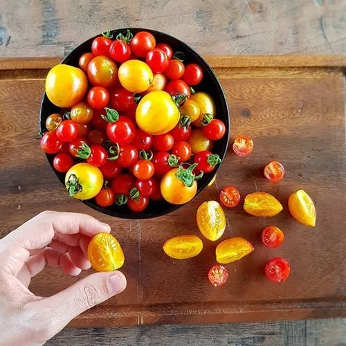 Fresh cherry tomato harvest from a tropical permaculture vegetable garden