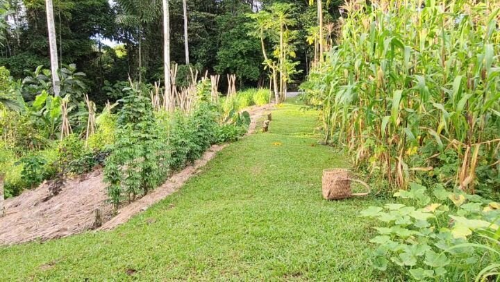 Harvesting for a salad🌿 

🌱Check out our permaculture design courses if you want to grow your food and create a more sustainable lifestyle 👉fincatierra.com