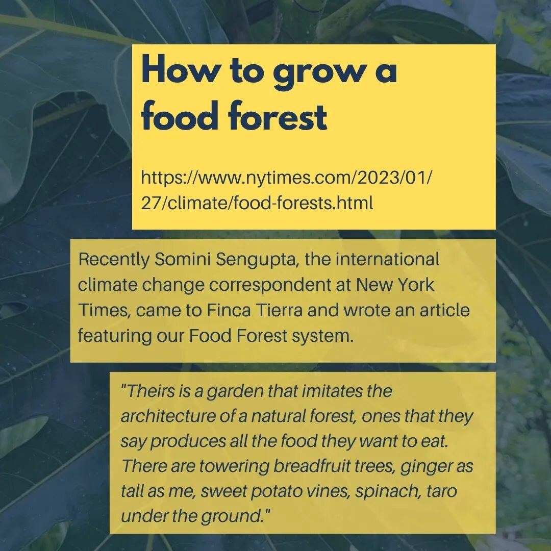 Today the New York Times published an article featuring Finca Tierra's Food Forest System. Thank you @sominisengupta, for writing about such an important subject and sharing a nice time at Finca Tierra with us! 💚

🌱 Here is the link to the article: