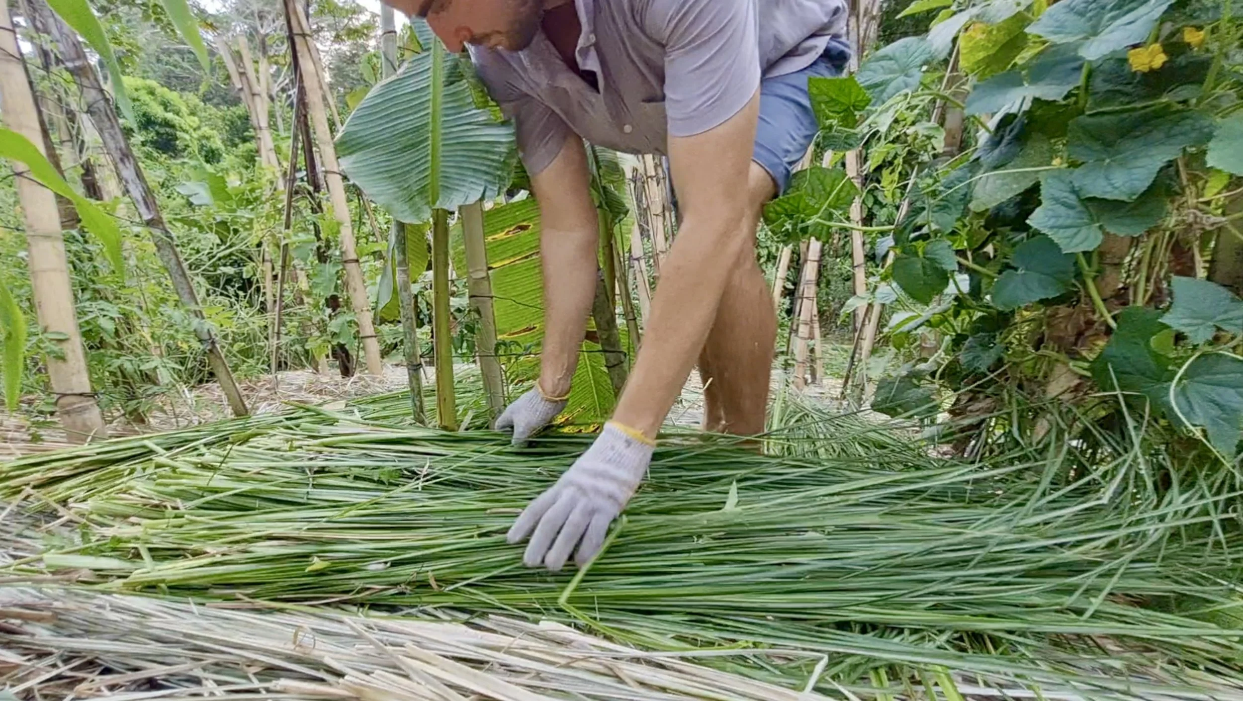 Ian applying organic mulch to protect tropical vegetable garden soil from sun and rain.