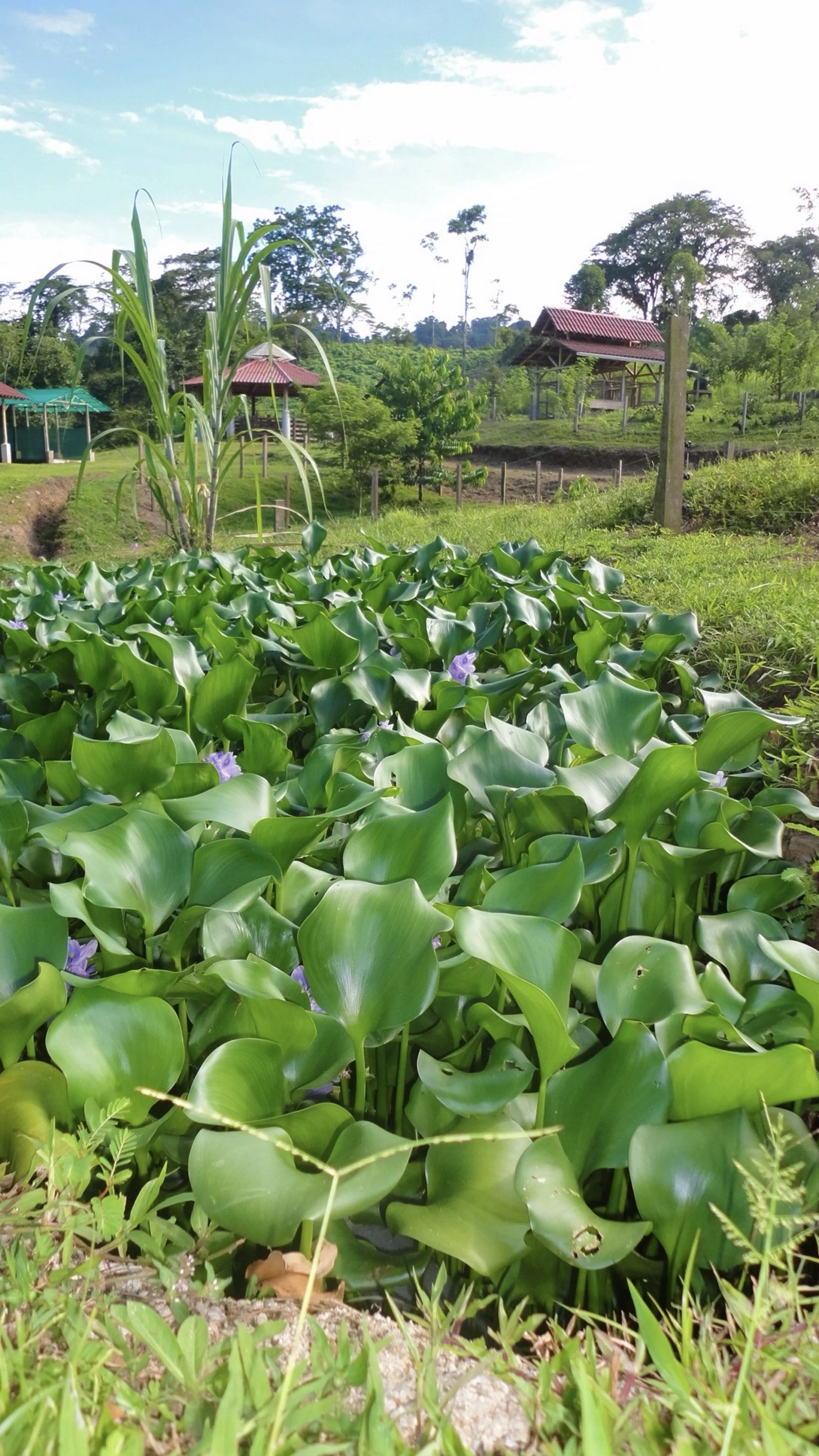 Constructed wetland used for water filtration and management at SEED Ecovillage