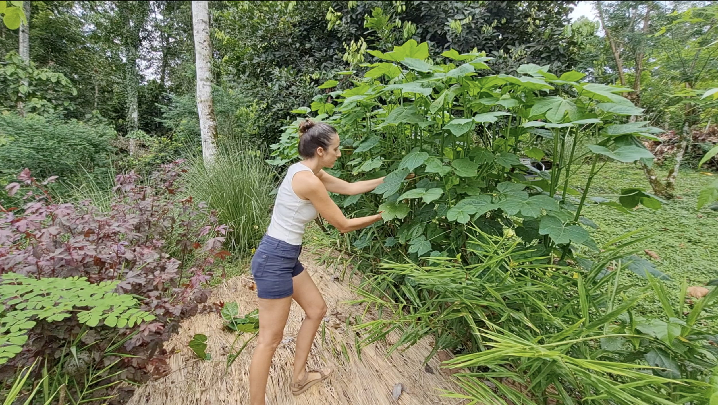 Household-scale tropical food system developed at Finca Tierra