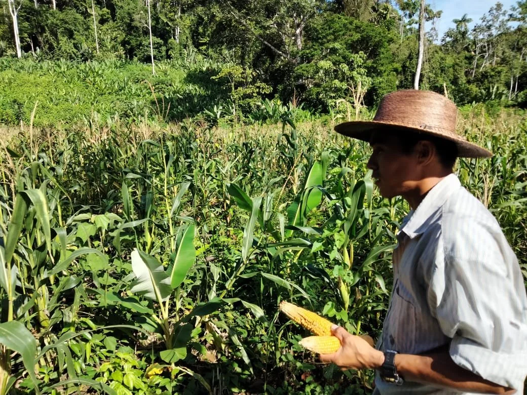 Harvesting staple crops in a mixed tropical field at SEED Ecovillage