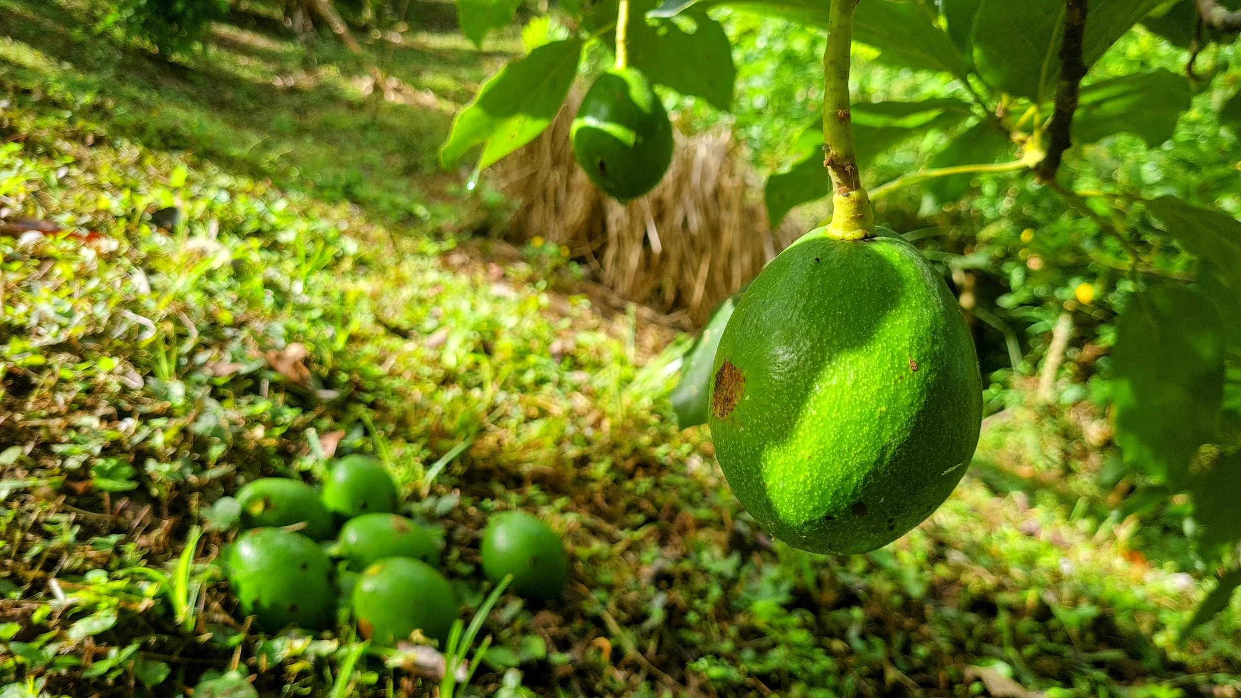 Avocado tree producing fruit in a tropical homestead