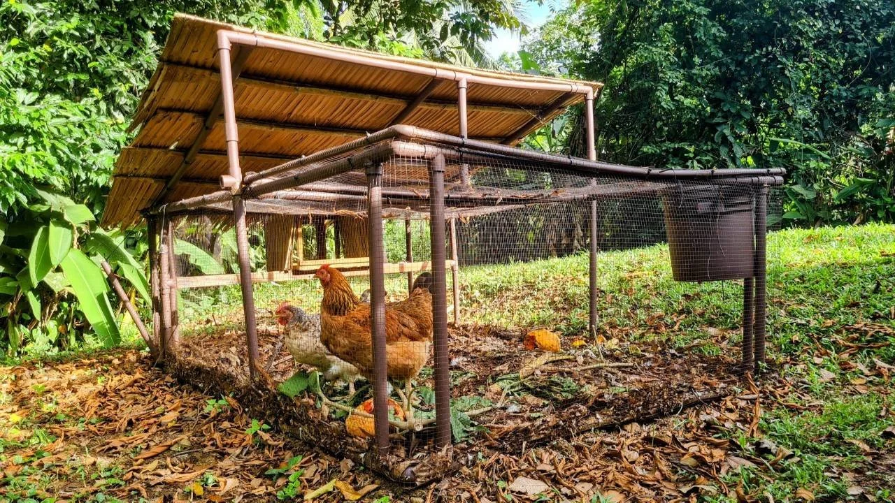 Low-input permaculture chicken system built from simple materials in a tropical food forest
