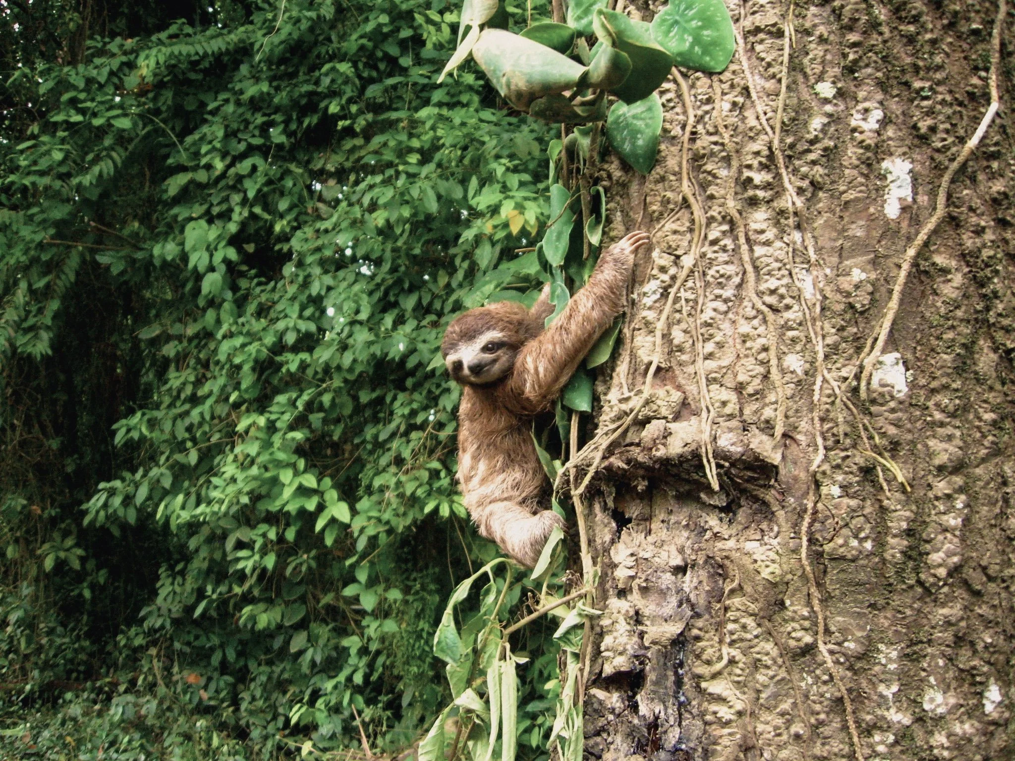 Sloth seen in the rainforest surrounding a garden-to-table retreat on Costa Rica’s Caribbean coast