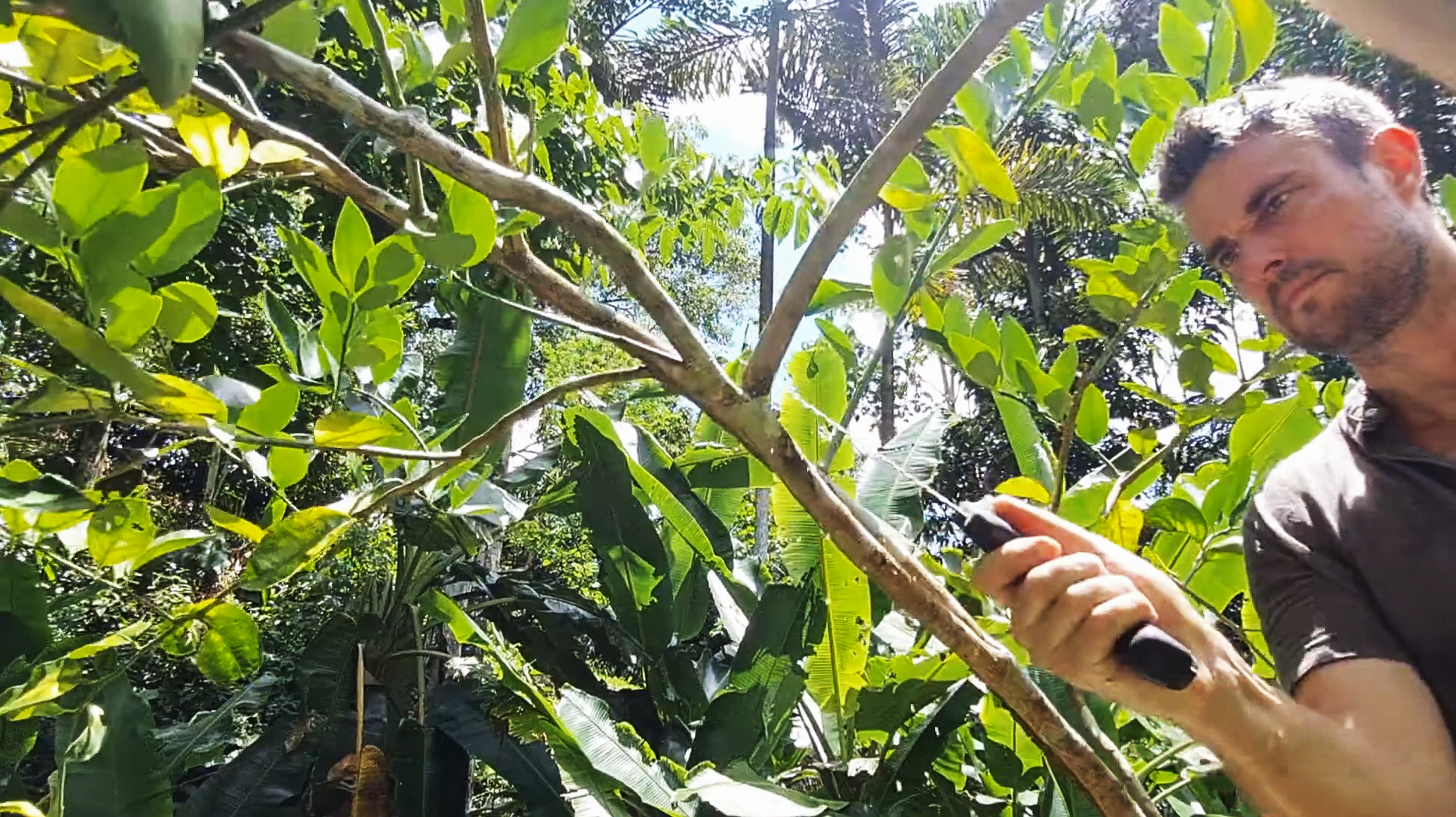 Ian podando un árbol cítrico para manejar la copa y aumentar la producción de fruta en la finca regenerativa tropical