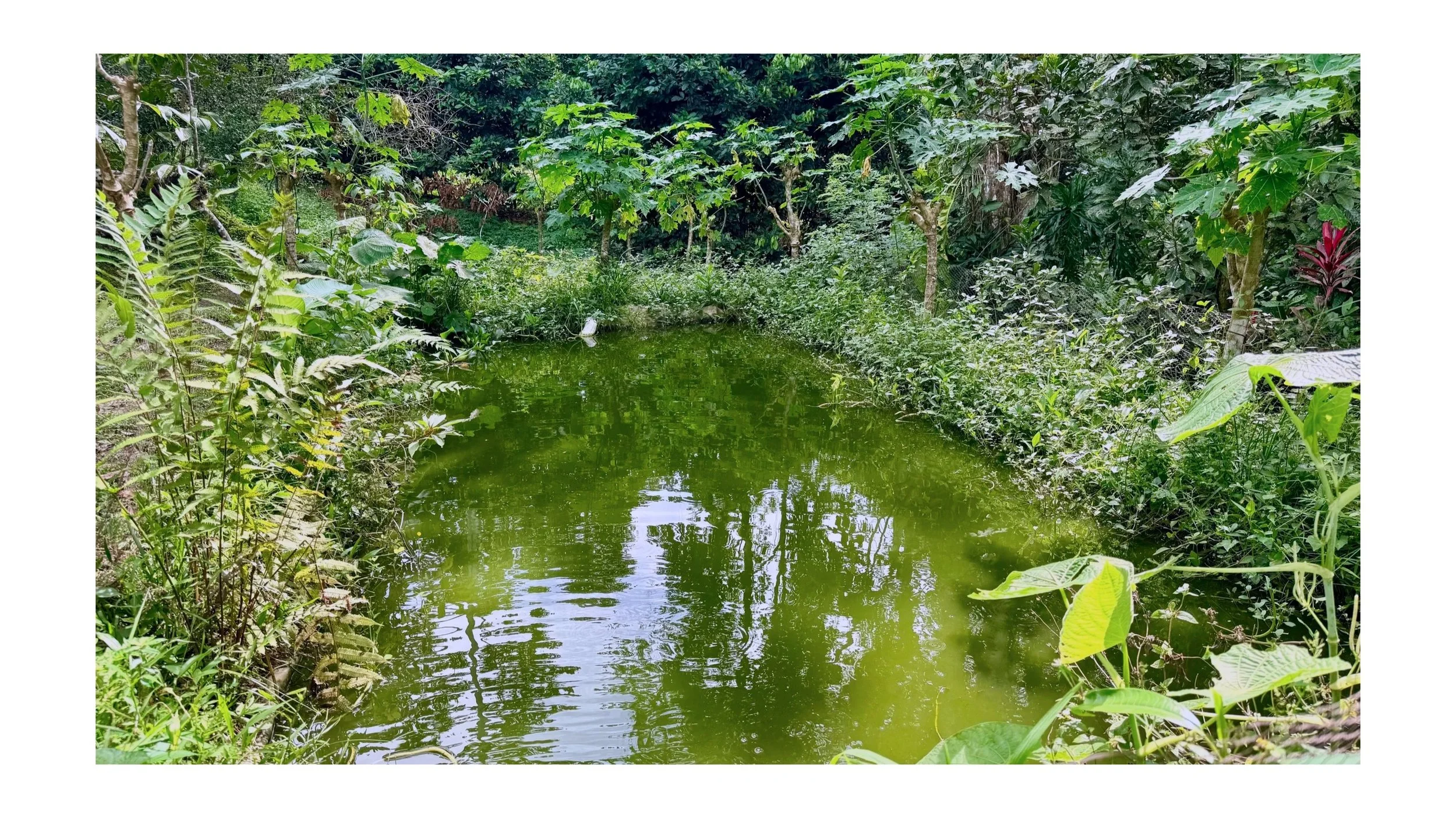 Backyard Tilapia Ponds in the Tropics: How Much Protein Can a Small Pond Produce?