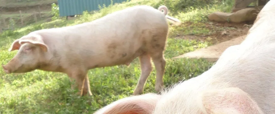 Integrated livestock as part of SEED Ecovillage’s regenerative land framework