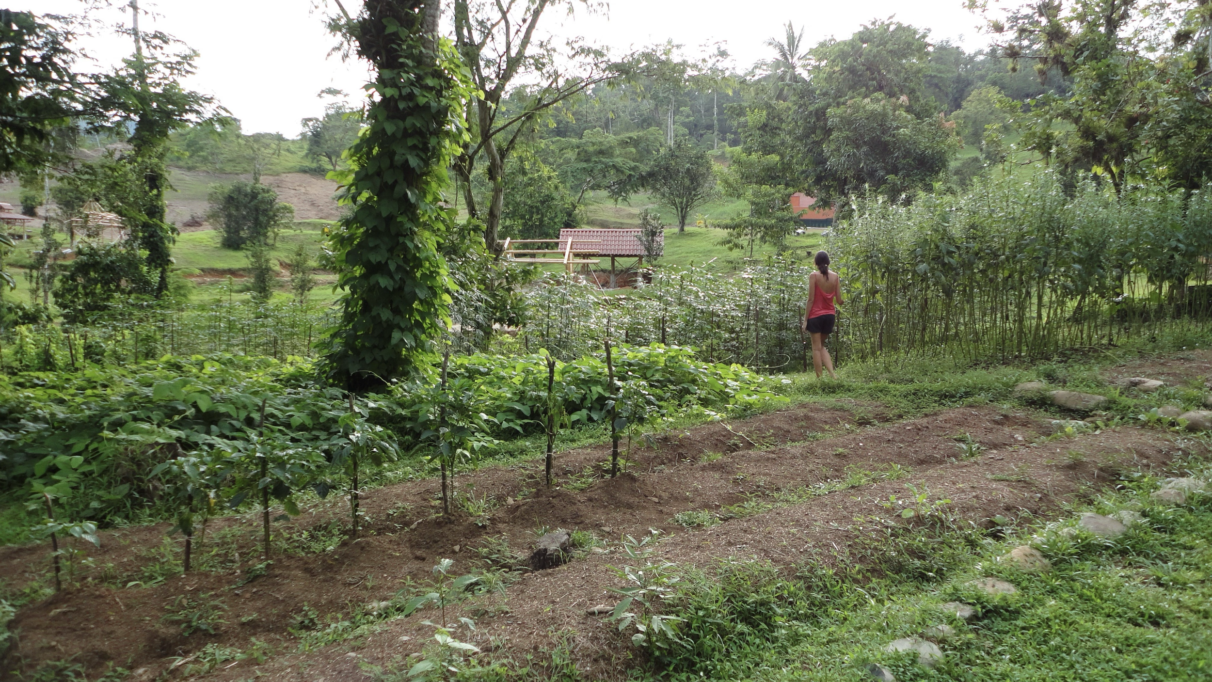 Individually managed household garden at SEED Ecovillage
