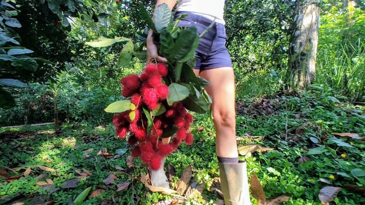 Harvesting rambutan in a tropical food forest