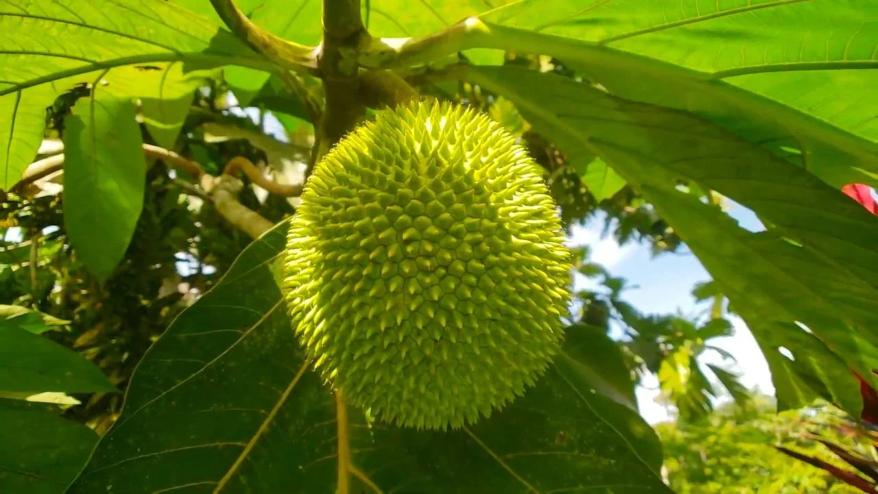 Breadnut growing on the tree in a tropical food forest