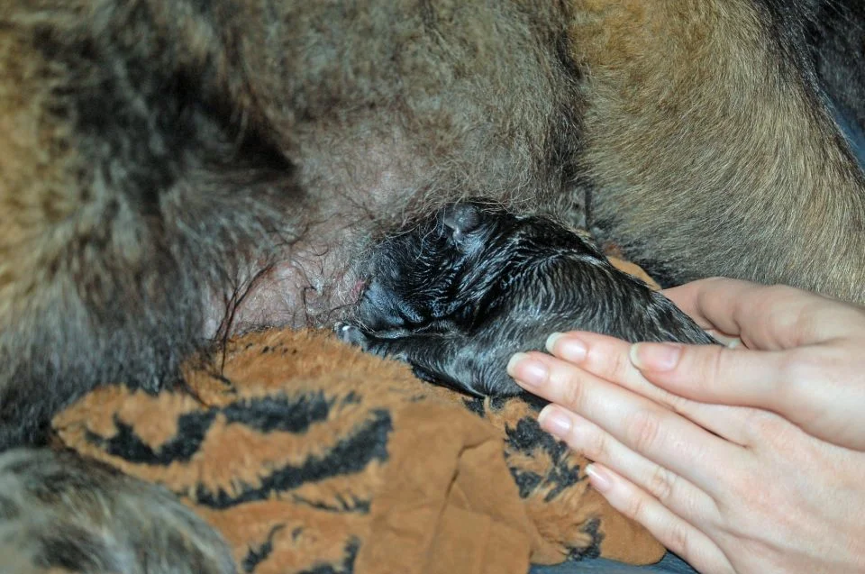 that new puppy smell.jpg