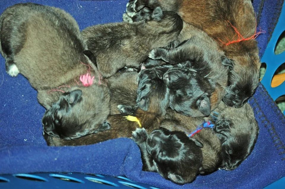 Miracle Litter.jpg