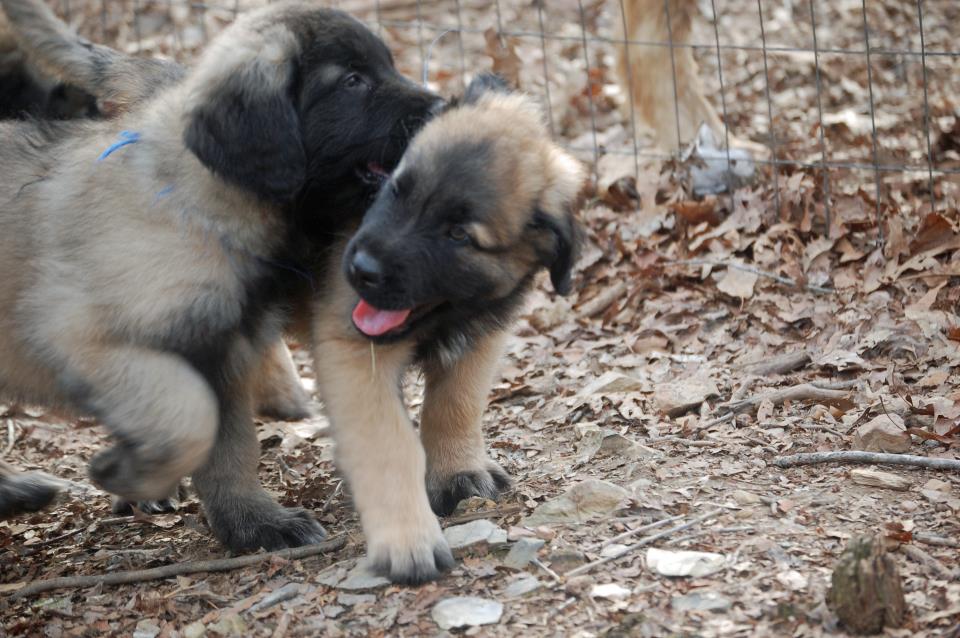 estrela mountain dog rescue