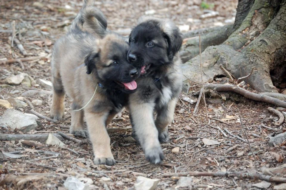 pups playing.jpg