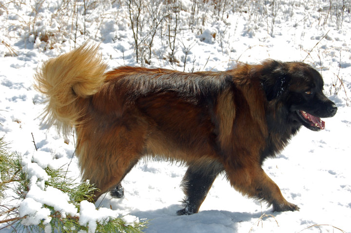estrela mountain dog puppy for sale