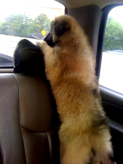 Chanda's fearless.jpg