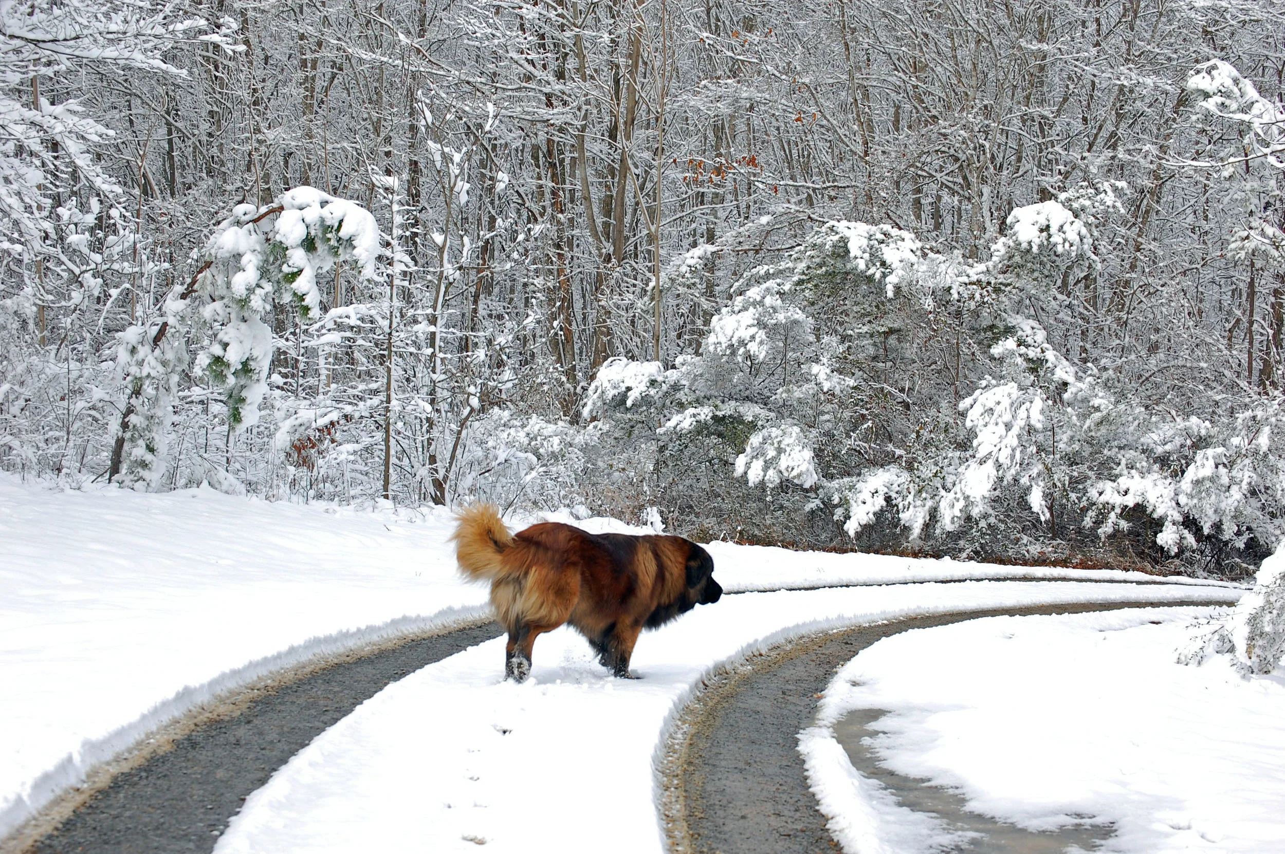 2009 01 19_2009 Snow_1170-1_edited-1.JPG