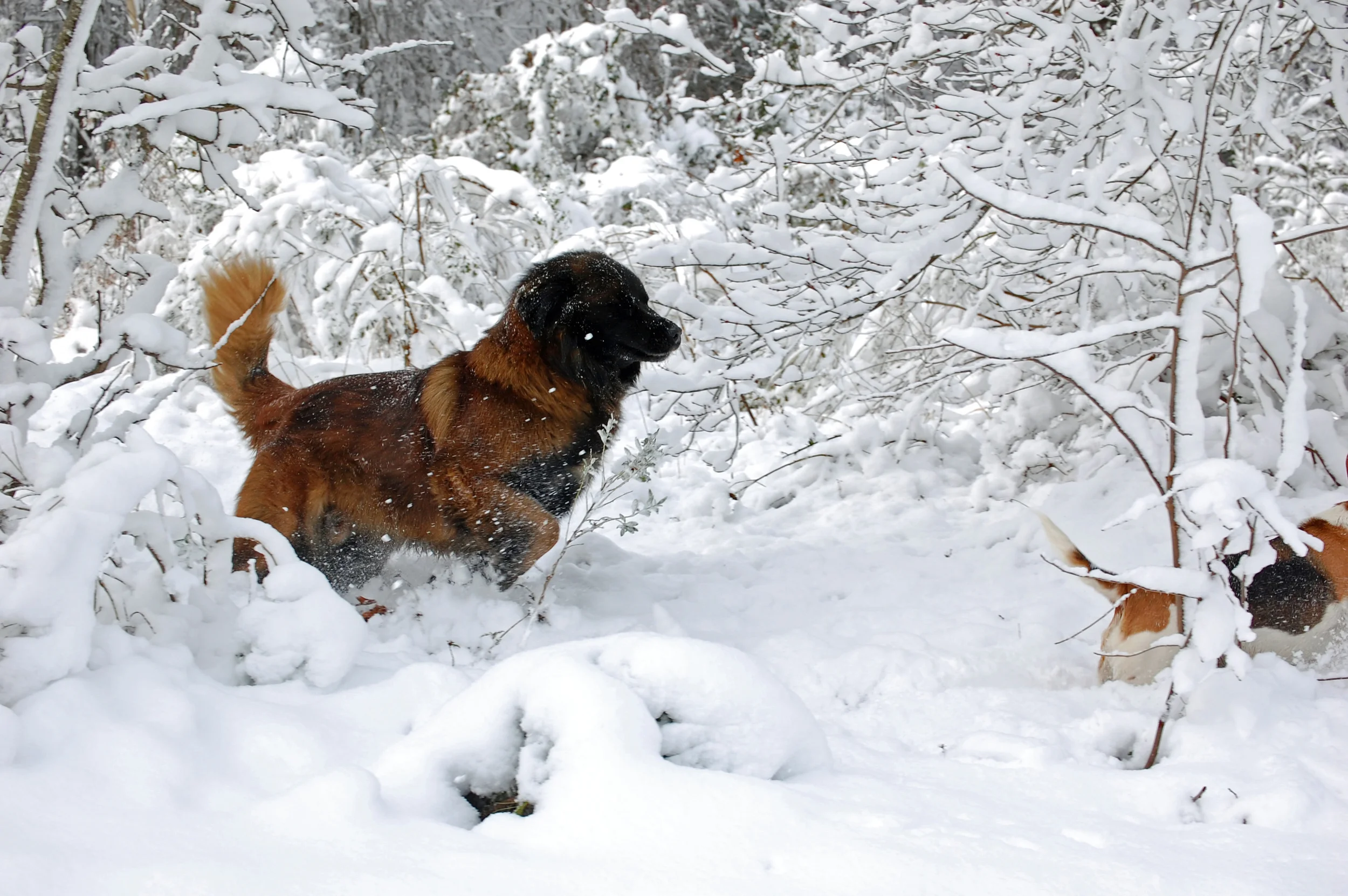 2009 01 19_2009 Snow_1176-1_edited-1.JPG