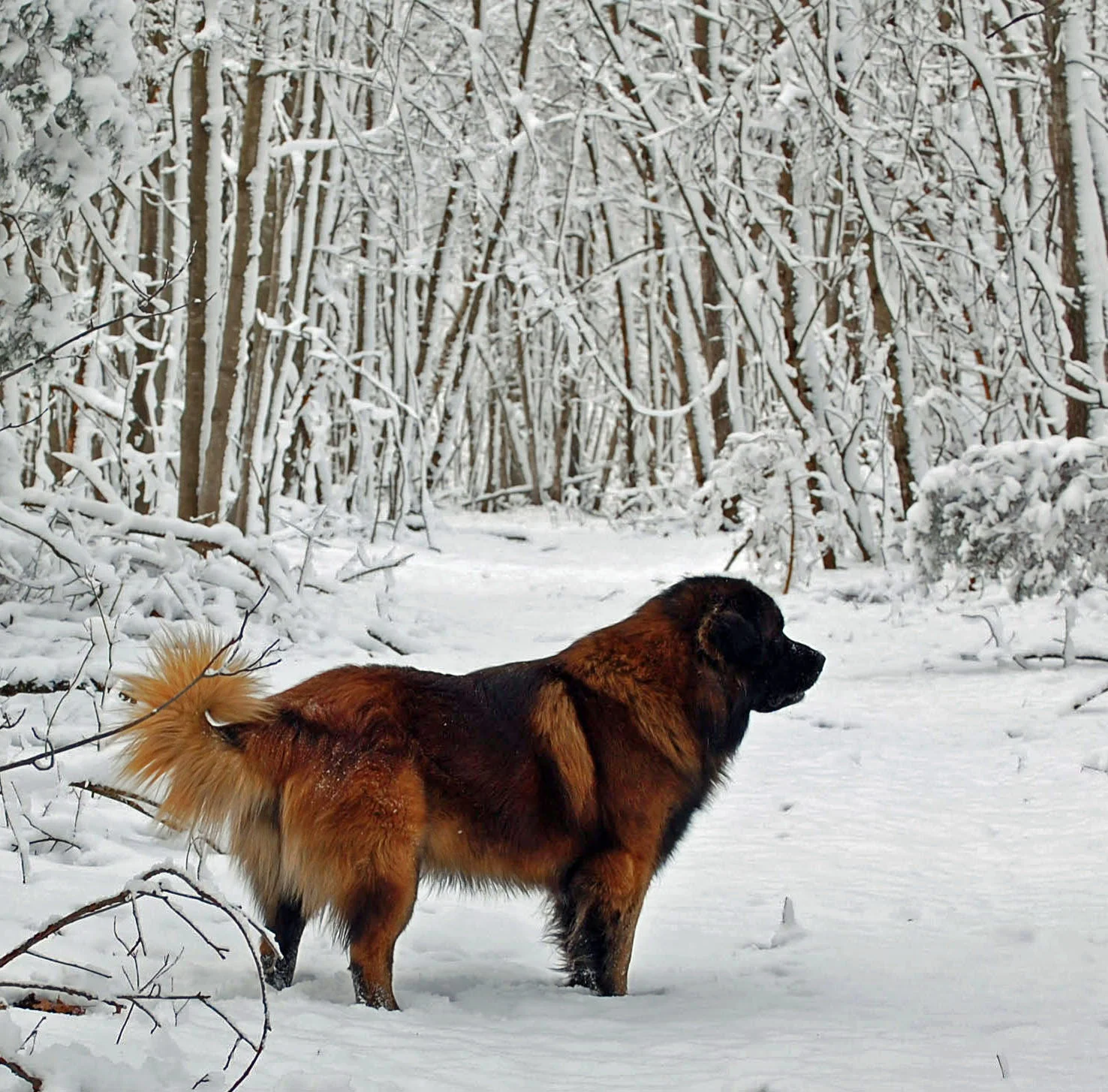 2009 01 19_2009 Snow_1189_edited-1.JPG