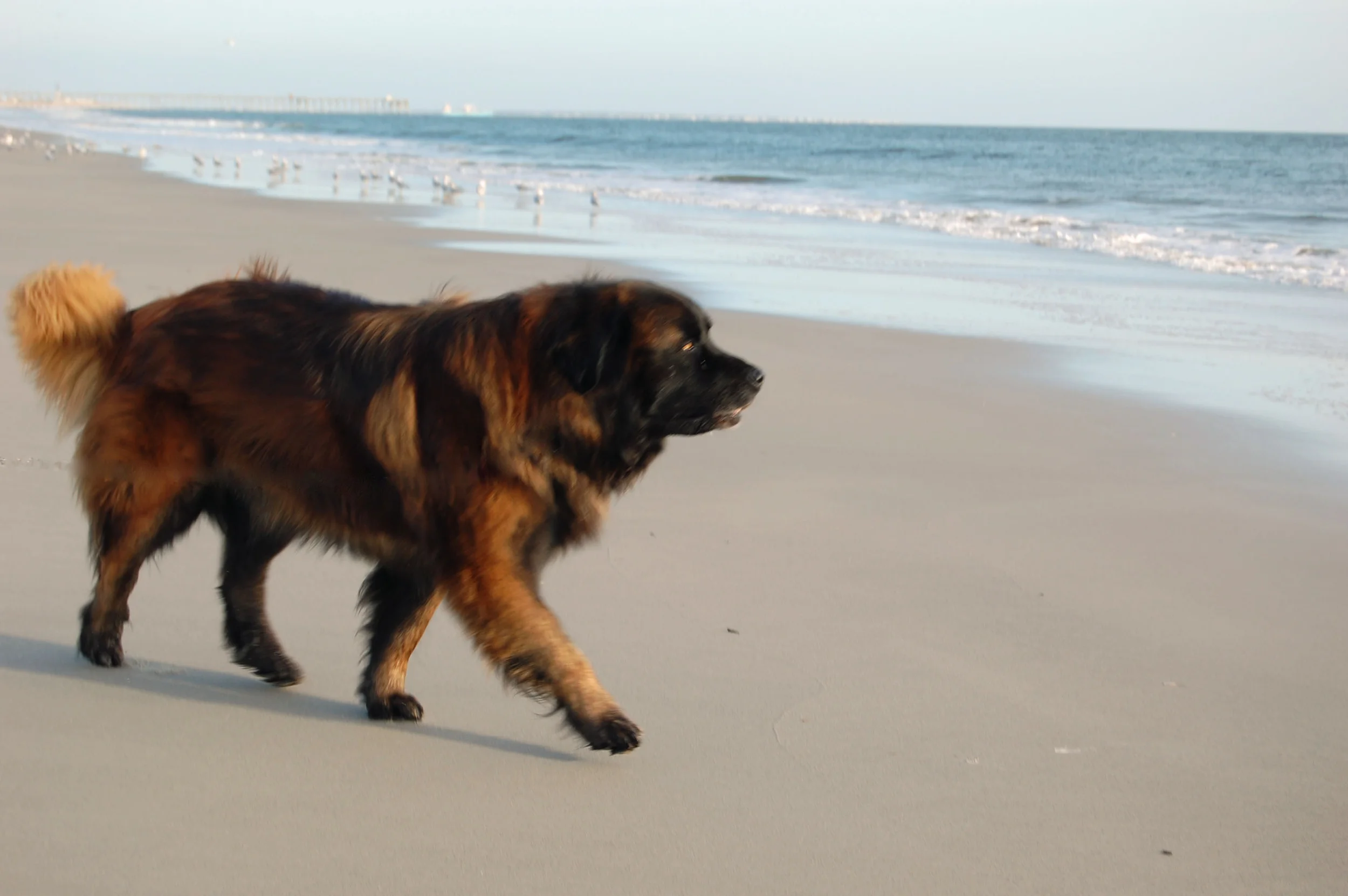 Pshoped Beau3_edited-1.jpg