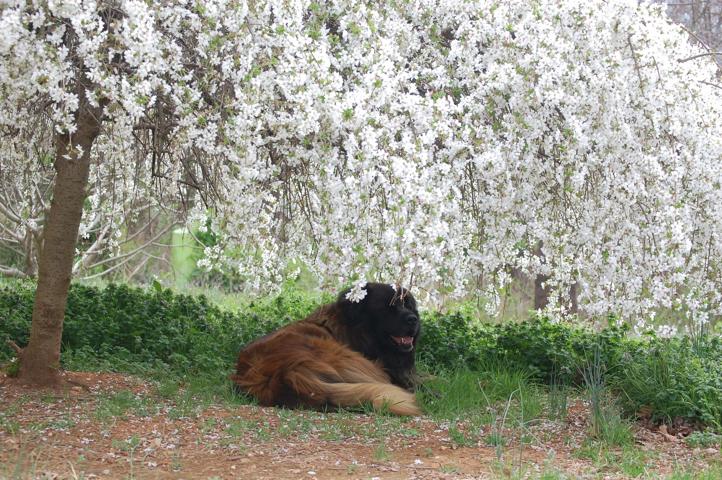 Copy of 03 26_0235.JPG