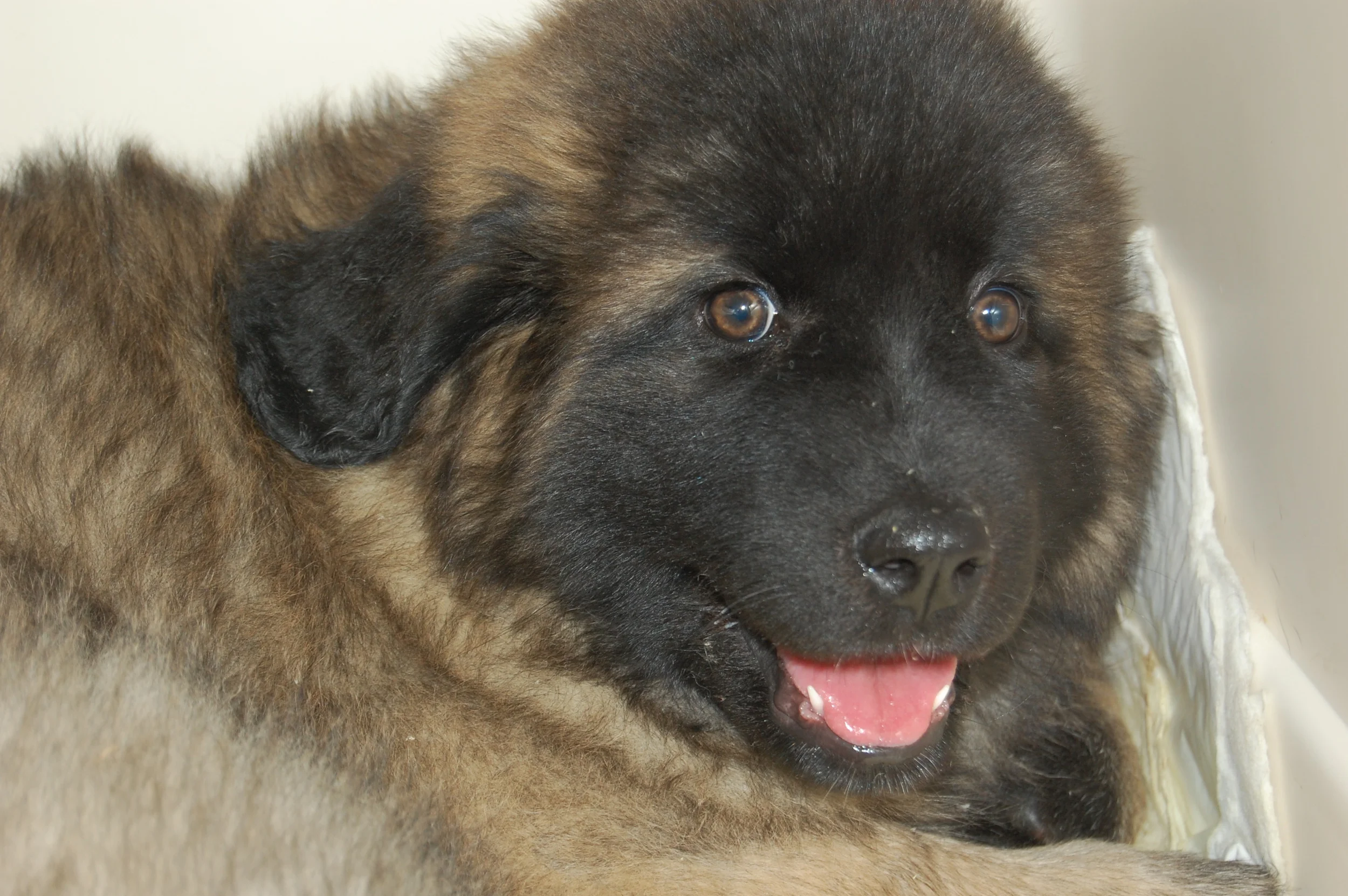 09 11 12_Kara & Bella's Home_6675.JPG