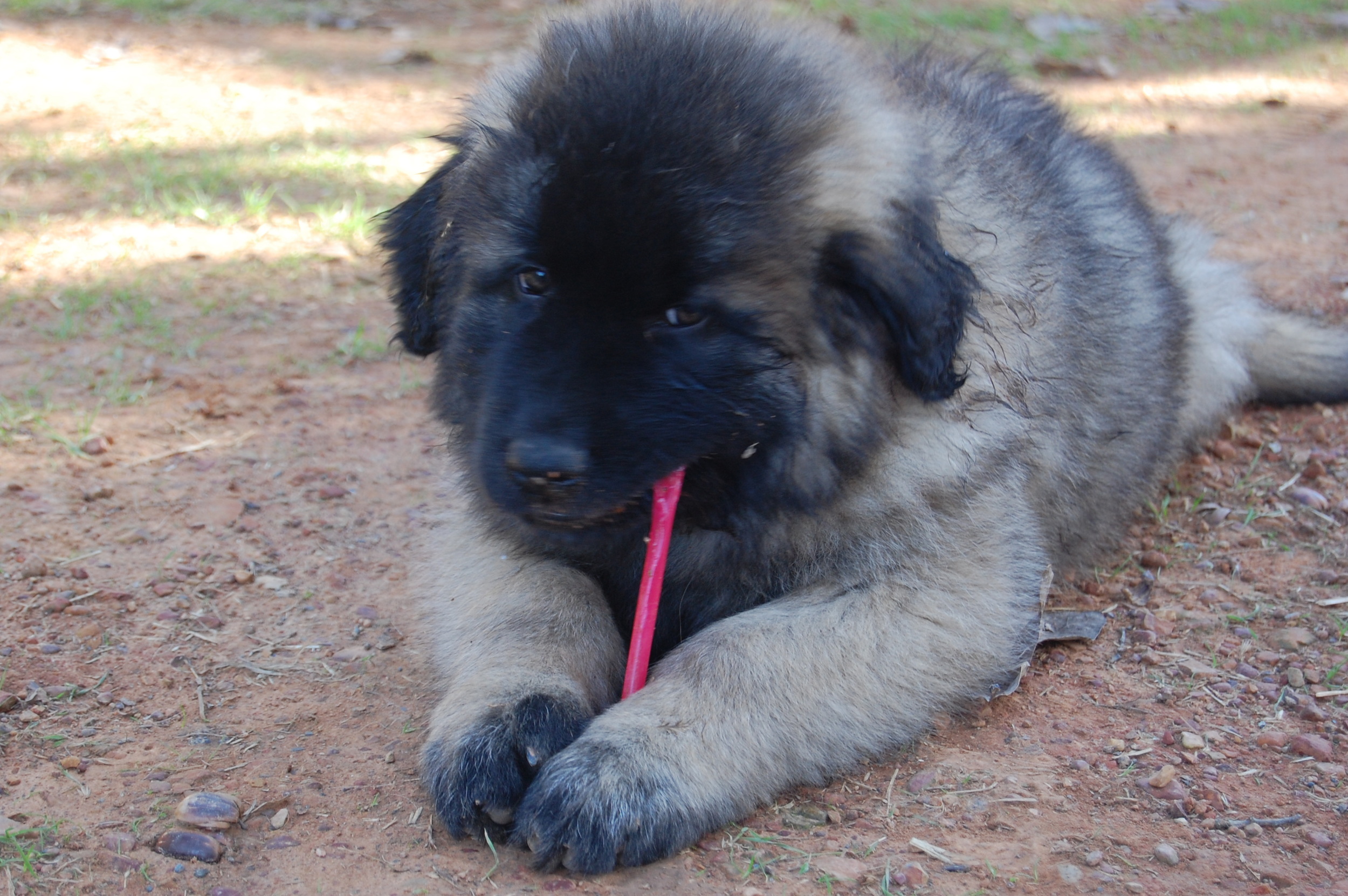 09 11 14_Kara & Bella's Home_6564.JPG