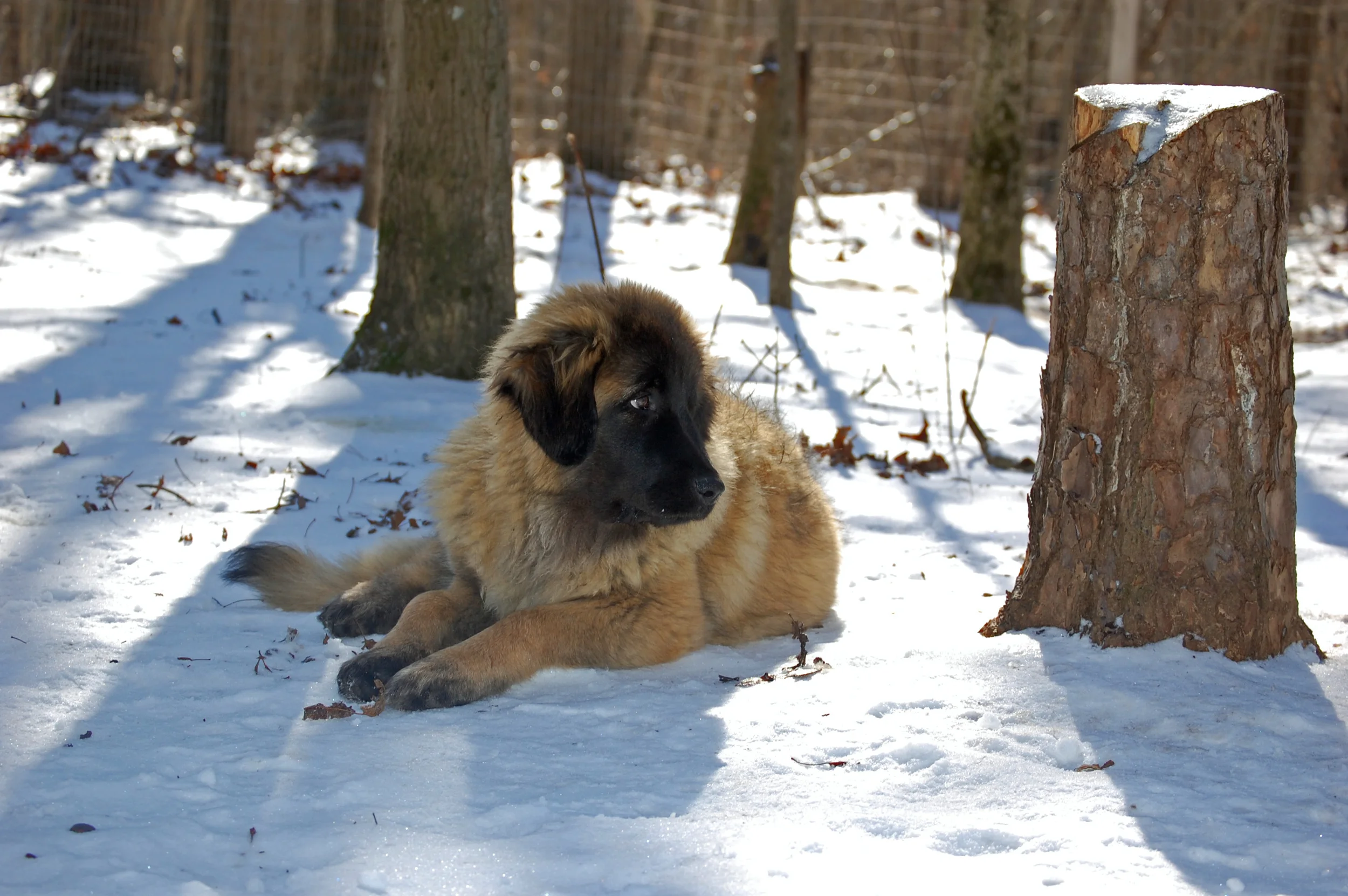 2010 01 30_8431_edited-1.JPG