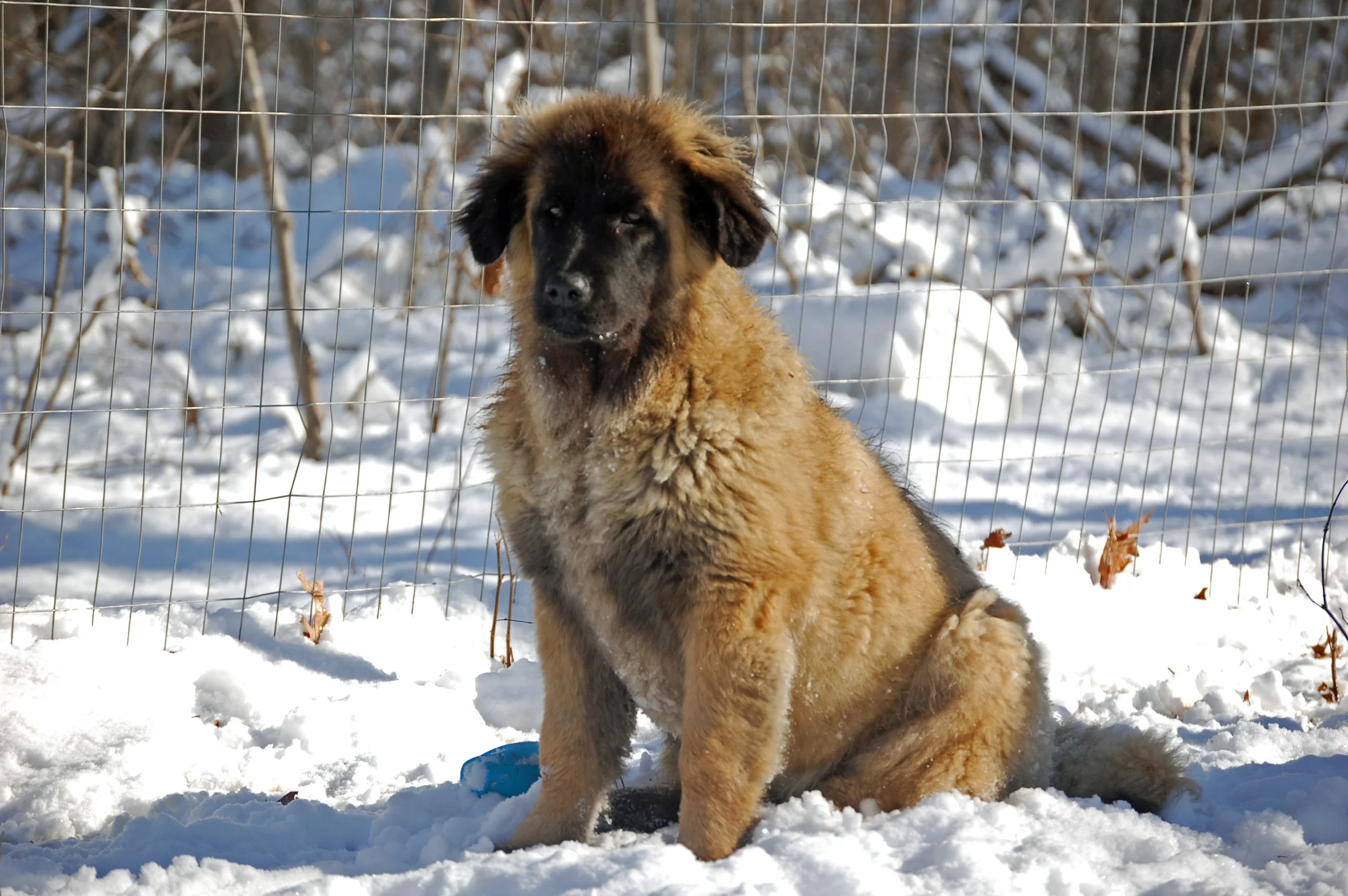 2010 02 12_8708_edited-1.JPG