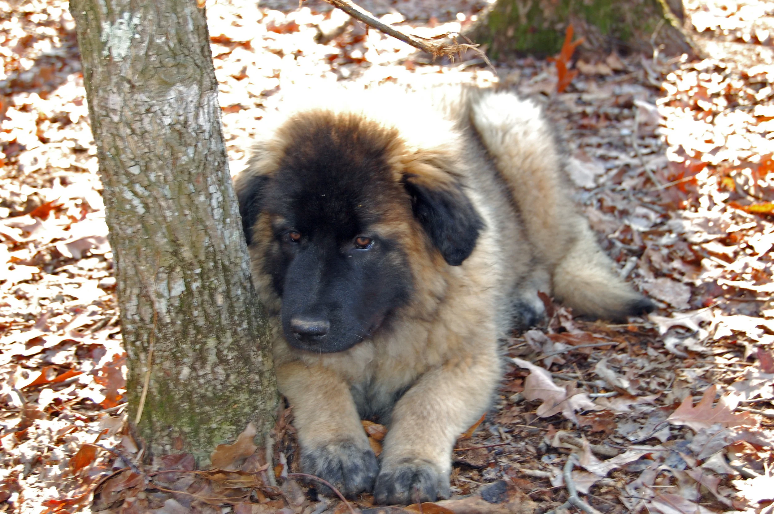 Kara, Bella & Ostra_2009 12 19_7304_edited-1.JPG