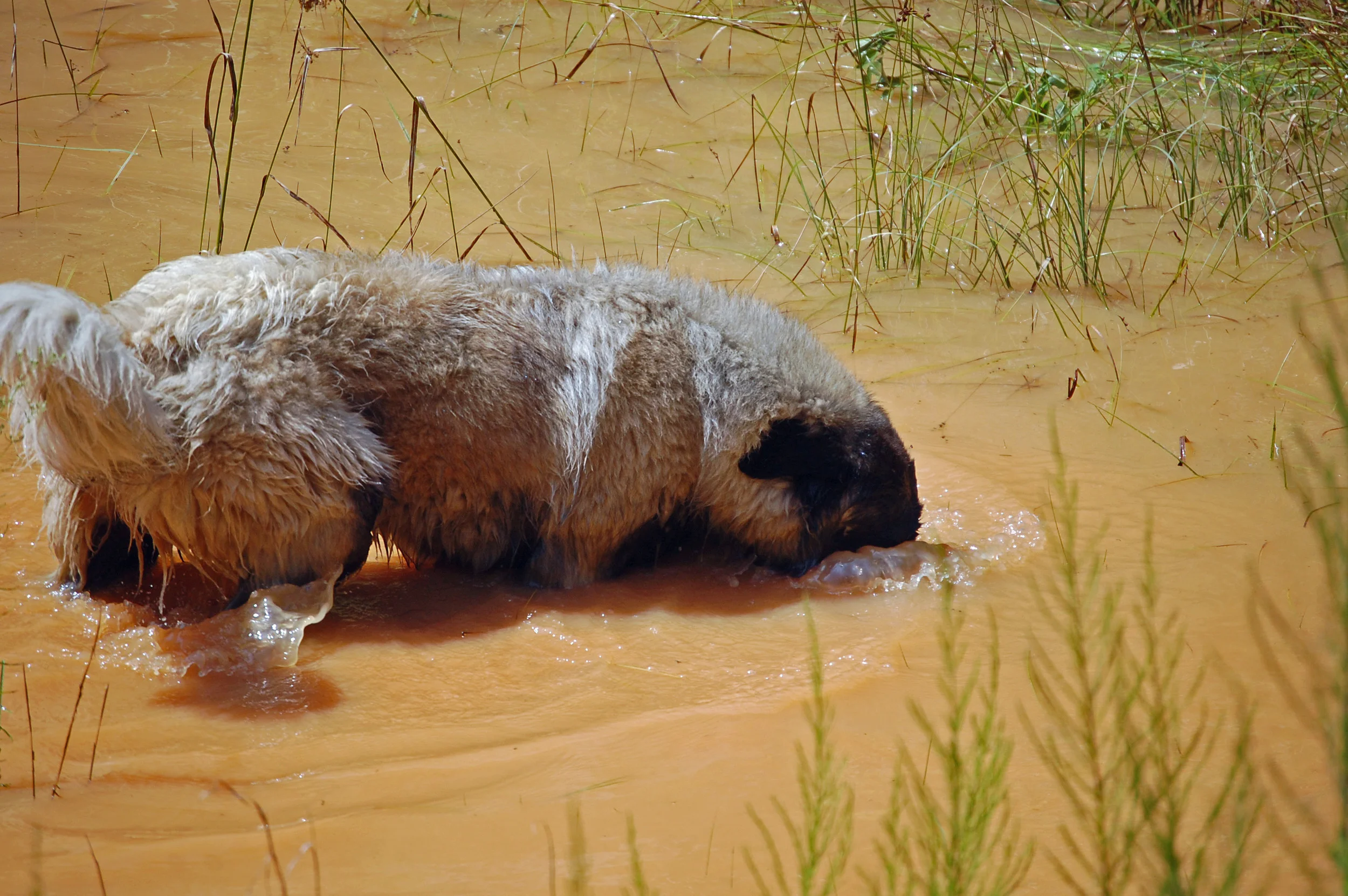 07 31_8-1-11_2735_edited-1.JPG