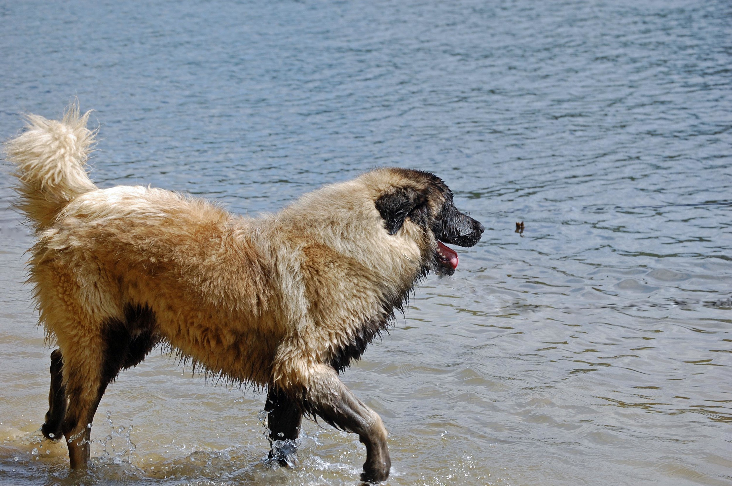 Knight looks across the lake.jpg