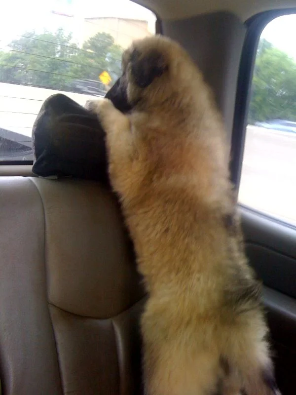 Chanda's fearless.jpg